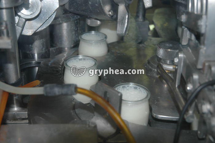 Fabrication des yaourts - Remplissage des yaourts avec le lait fermenté - gryphea.org